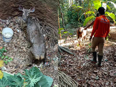 കിണറ്റില്‍ മ്ലാവ്; കരയ്ക്ക് കയറ്റി ഫയര്‍ ഫോഴ്സും വനപാലകരും, വീഡിയോ കാണാം