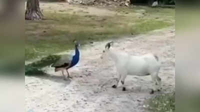Viral Video: ನವಿಲು ಮತ್ತು ಮೇಕೆಯ ನಡುವೆ ಭರ್ಜರಿ ಫೈಟಿಂಗ್!: ತಮಾಷೆಯ ದೃಶ್ಯ ವೈರಲ್