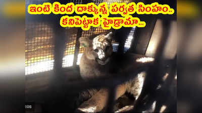 video: ఇంటి కింద దాక్కున్న పర్వత సింహం.. కనిపెట్టాక హైడ్రామా... 