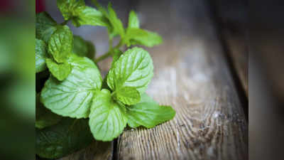 Mint Leaves: മുഖക്കുരുവിൽ പുതിനയില അരച്ച് പുരട്ടിയാൽ കാണാം ഫലം