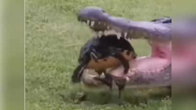 Viral Video: ಮೊಸಳೆಯ ಬಾಯಿಯೊಳಗಿನಿಂದ ತಪ್ಪಿಸಿಕೊಂಡ ಆಮೆ!: ಜೀವ ಉಳಿಸಿತು ರಕ್ಷಾ ಕವಚ!