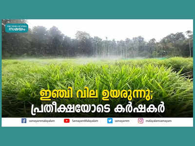 ഇഞ്ചി വില ഉയരുന്നു; പ്രതീക്ഷയോടെ കര്‍ഷകര്‍, വീഡിയോ കാണാം