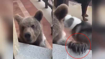 कुत्तों के साथ खेल रहा था भालू, लेकिन वो उसके खतरनाक पंजे नहीं देख पाए
