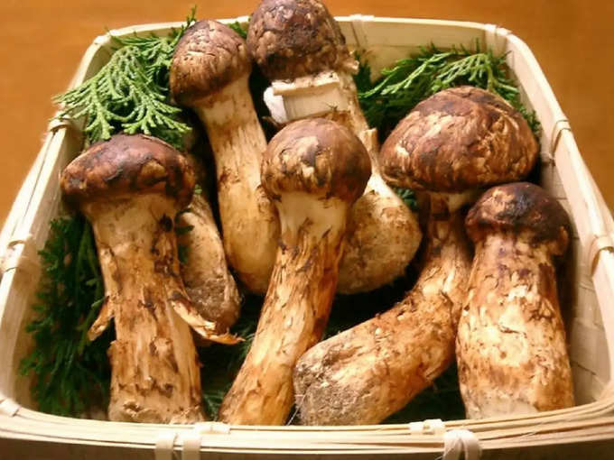 मात्सुके मशरूम - Matsutake Mushrooms