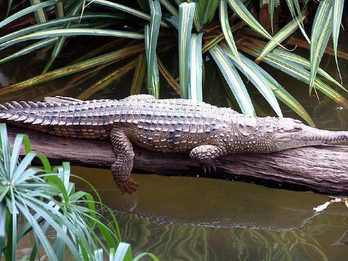 ​ಕ್ರೊಕೊಡೈಲ್‌ ಬ್ಯಾಂಕ್‌