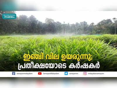 ഇഞ്ചി വില ഉയരുന്നു;  പ്രതീക്ഷയോടെ കര്‍ഷകര്‍