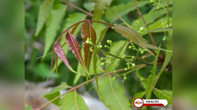 Coronavirus Medicine: নিম থেকে বানানো ওষুধেই করোনা চিকিৎসা সম্ভব!