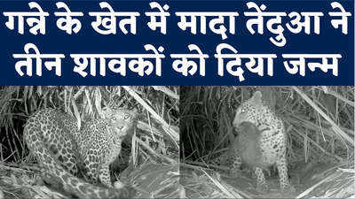 वन विभाग ने मादा तेंदुआ और उसके शावकों को मिलाया, महाराष्ट्र के नासिक की घटना