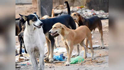 पिसाळलेल्या कुत्र्यांचा धुमाकूळ, सात जणांना चावा; गावकऱ्यांवर हातात लाठ्या घेऊन फिरण्याची वेळ