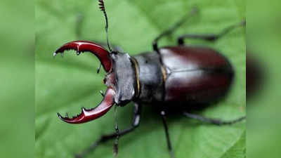 Stag Beetle: ये है दुनिया का सबसे महंगा ​की​ड़ा, कीमत सुनकर उड़ जाएंगे होश