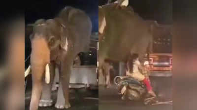 ट्रक से उतर रहा था हाथी, महिला ने फिर ऐसी हरकत कर दी कि उसे गुस्सा आ गया!