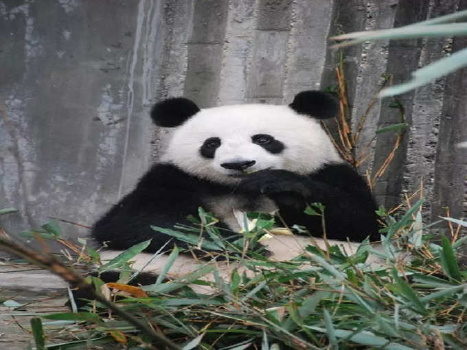 जायंट पांडा