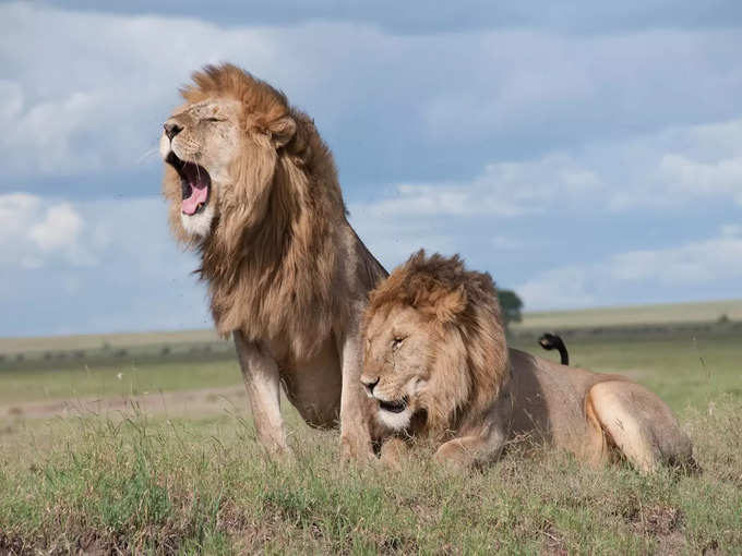 गिर वन राष्ट्रीय उद्यान, गुजरात - Gir Forest National Park, Gujarat