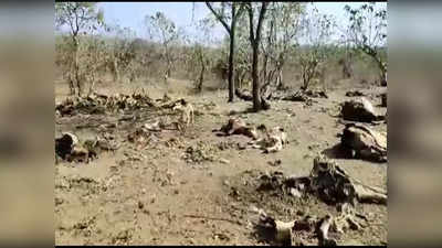 भोपाल और रीवा के बाद इंदौर के गौशाला में सैकड़ों गायों की मौत, हंगामे के बाद जांच के आदेश