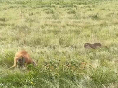 शिकार करने वाला था खूंखार तेंदुआ, तभी दो हिरणों ने मिलकर उसकी मौज ले ली