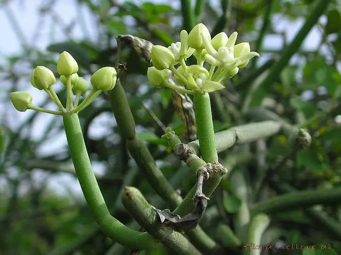 ​ಎಕ್ಕದ ಎಲೆಗಳು: