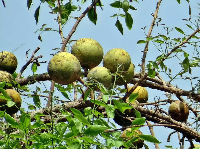 ​ಬಿಲ್ವ ಪತ್ರೆ: