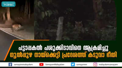 പട്ടാപ്പകല്‍ പശുക്കിടാവിനെ ആക്രമിച്ചു;നൂല്‍പ്പുഴ നായ്‌ക്കെട്ടി പ്രദേശത്ത് കടുവാ ഭീതി