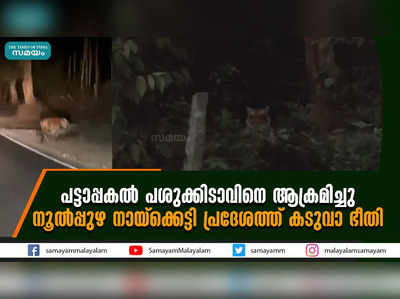 പട്ടാപ്പകല്‍ പശുക്കിടാവിനെ ആക്രമിച്ചു;നൂല്‍പ്പുഴ നായ്‌ക്കെട്ടി പ്രദേശത്ത് കടുവാ ഭീതി