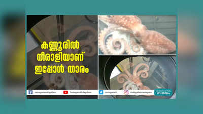 കണ്ണൂരില്‍ നീരാളിയാണ് ഇപ്പോള്‍ താരം, പെട്രോൾ പമ്പിലെ വിവിഐപി! വീഡിയോ കാണാം