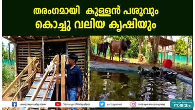 തരംഗമായി കുള്ളന്‍ പശുവും കൊച്ചു വലിയ കൃഷിയും