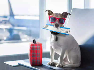 Rules to carry Pets in Flights: यूक्रेन से कुछ छात्र अपने साथ लाए कुत्ते-बिल्ली, जानिए फ्लाइट में पालतू जानवर ले जाने के क्या हैं नियम