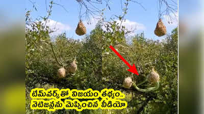 video: టీమ్‌వర్క్‌తో విజయం తథ్యం.. నెటిజన్లను మెప్పించిన వీడియో