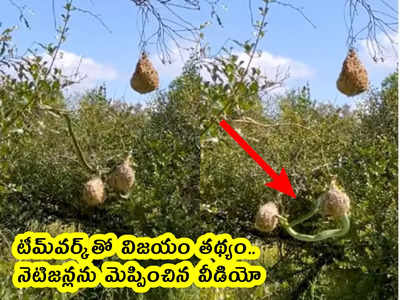 video: టీమ్‌వర్క్‌తో విజయం తథ్యం.. నెటిజన్లను మెప్పించిన వీడియో