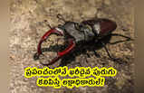 Stag Beetle: ప్రపంచంలోనే ఖరీదైన పురుగు.. కనిపిస్తే లక్షాధికారులే!