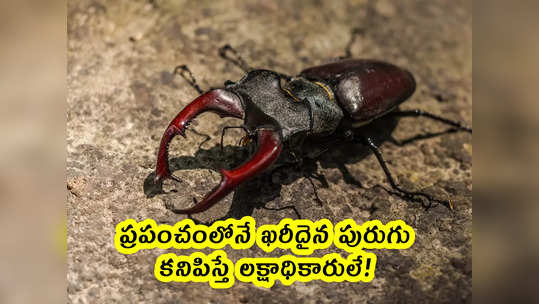 Stag Beetle: ప్రపంచంలోనే ఖరీదైన పురుగు.. కనిపిస్తే లక్ష...                                         