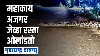 Chandrapur |  बाप रे बाप ! भला मोठा अजगर ; रस्ता ओलांडतानाचा व्हिडिओ व्हायरल