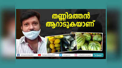 കത്തുന്ന സൂര്യന് കീഴിൽ തണ്ണീർ മത്തൻ ആറാടുകയാണ്... വീഡിയോ കാണാം