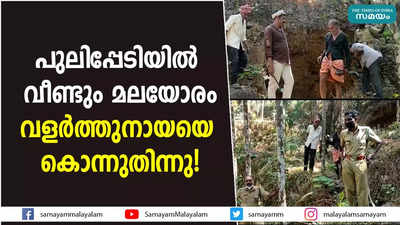 പുലിപ്പേടിയിൽ വീണ്ടും മലയോരം; വളർത്തുനായയെ കൊന്നുതിന്നു!