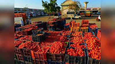 Tomato Farming Business Idea: सालभर में 10 लाख रुपये तक की कमाई वाली खेती, लागत से 3 गुना तक हो सकती है आमदनी!