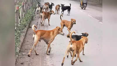 Ulhasnagar News : उल्हासनगरमध्ये भटक्या कुत्र्यांची दहशत, एकाच दिवशी १५ जणांना चावा
