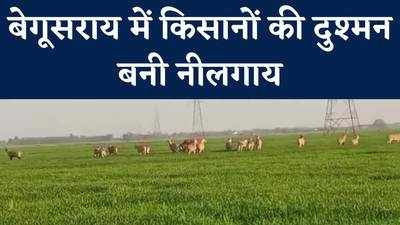 Bihar News : बेगूसराय में नीलगायों का आतंक, किसानों की फसल हो रही बर्बाद, सरकार से गुहार