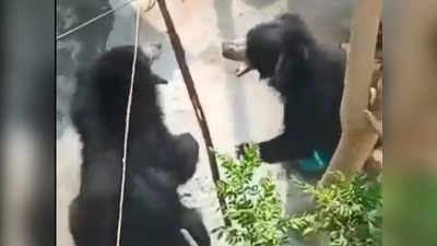 Bear Fight Video : घर में घुसे दो भालुओं में जबरदस्त झगड़ा, दीवार फांदकर भागा एक, देखें वीडियो
