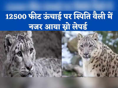 हिमाचल प्रदेश के 12500 फीट ऊपर स्पिति घाटी पर दिखा हिम तेंदुआ, कैमरे में हुआ कैद