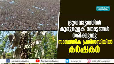 ദ്രുതവാട്ടത്തിൽ കുരുമുളക് തോട്ടങ്ങൾ നശിക്കുന്നു;സാമ്പത്തിക പ്രതിസന്ധിയിൽ കർഷകർ