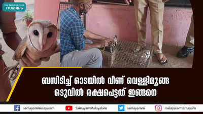 ബസിടിച്ച് ഓടയില്‍ വീണ് വെള്ളിമൂങ്ങ  ഒടുവില്‍ രക്ഷപെട്ടത് ഇങ്ങനെ