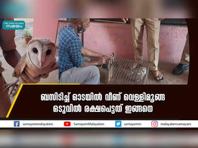 ബസിടിച്ച് ഓടയില്‍ വീണ് വെള്ളിമൂങ്ങ  ഒടുവില്‍ രക്ഷപെട്ടത് ഇങ്ങനെ