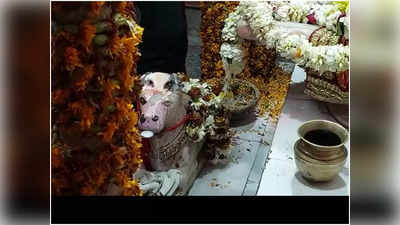 Fact Check: बिहार के बाद अब मऊ के मंदिरों में भगवान की मूर्तियों ने पिया दूध! जानिए क्या है हकीकत और इस पर क्या कहता है विज्ञान