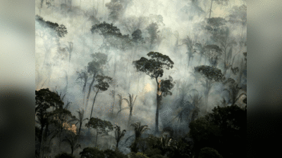 Amazon Rainforest: धरती के फेफड़े पर मंडराया संकट, क्या अमे‍जन वर्षावन खत्म होने के कगार पर हैं ?