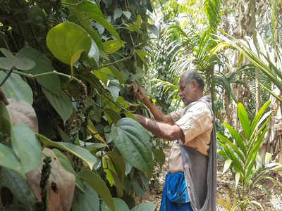 നഷ്ടമില്ലാതെ കൃഷി ചെയ്യാം; മാതൃകയാണ് മുള്ളന്‍കൊല്ലിയിലെ ഈ കര്‍ഷകന്‍, വീഡിയോ