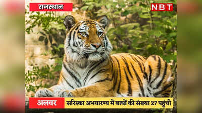 Sariska Tiger Reserve: सरिस्का में बाघों का कुनबा बढ़ा, 2 नवजात शावकों की तस्वीर के साथ गहलोत ने शेयर की गुड न्यूज़