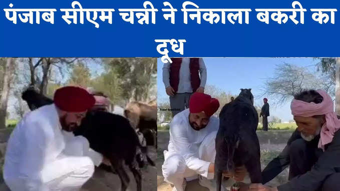 अलग अंदाज में नजर आए पंजाब सीएम चन्नी, निकाला बकरी का दूध, देखे वीडियो