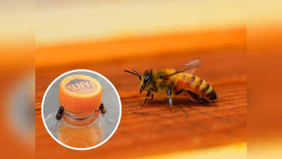 Video: मधमाशीचं शक्तीप्रदर्शन! पाहा कसं उघडून दाखवलं बाटलीचं झाकण