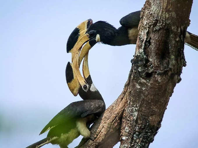 ​ದಾಂಡೇಲಿಗೆ ಭೇಟಿ ನೀಡಲು ಉತ್ತಮ ಸಮಯ