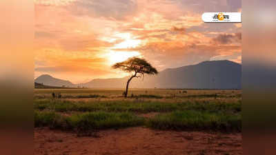 Safari Destinations: বিশ্বের এই ছয় সাফারি পার্কে সুযোগ পেলেই ঘুরে নেবেন...