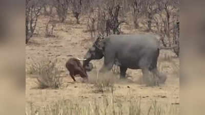 हत्तीचा बाहुबली अवतार; म्हशीला सोंडेत उचलून आदळलं जमिनीवर